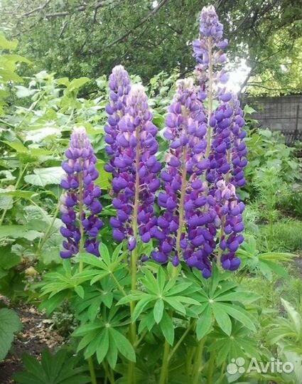 Люпин. Многолетники для сада и дачи