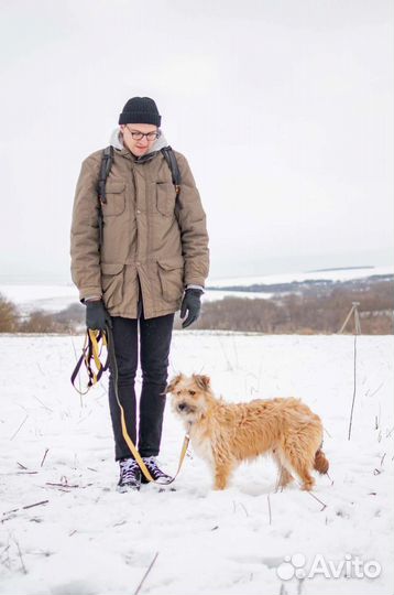 Собака из приюта в добрые руки бесплатно