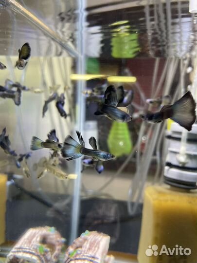 Гуппи, меченосцы, скаллярии, петушки