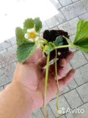 Рассада клубники ремонтантные сорта