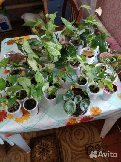 Комнатные цветы