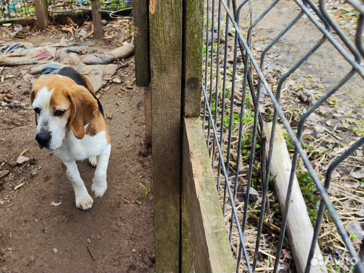 Бигль в добрые руки