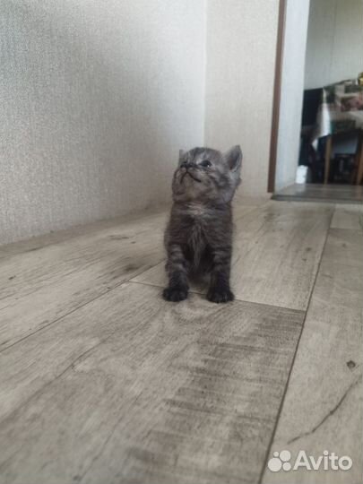 Британские котятки