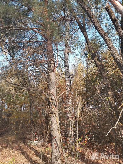 Отдам даром деревья