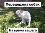 Dog’s Hotel Saratov круглосуточно