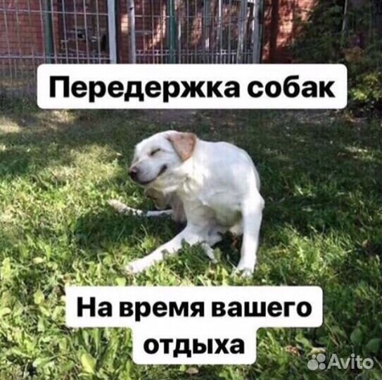 Dog’s Hotel Saratov круглосуточно