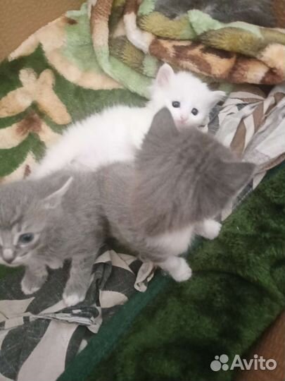 Кошка в дар бесплатно