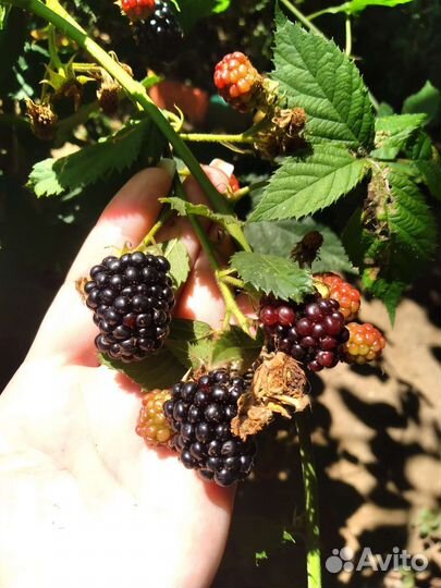 Ежемалина ягода