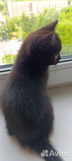 Кошка котенок черная