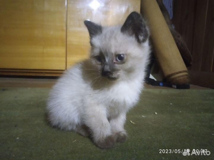 Кошечки сиамские