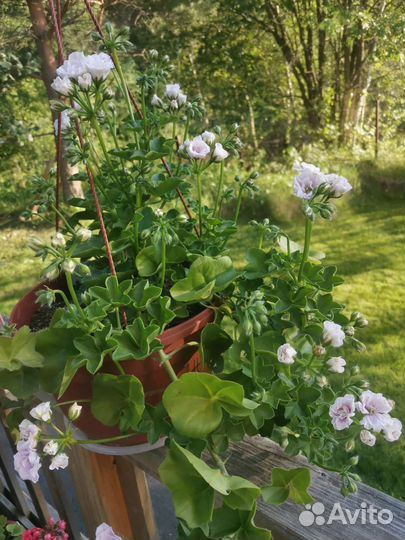 Пеларгония кусты и черенки