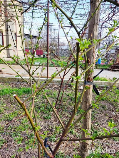 Ранняя сортт натчез