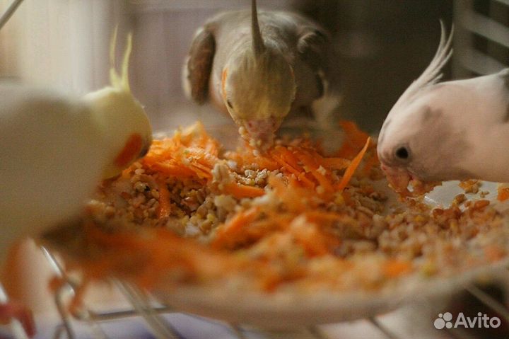 Передержка попугайчиков и др. птиц