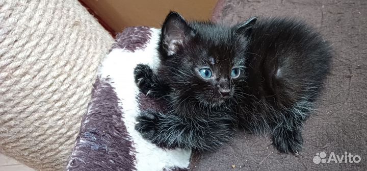 Кошки в добрые руки