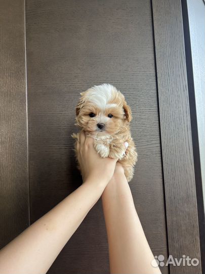 Мальтипу f1 мини мальчик Корея