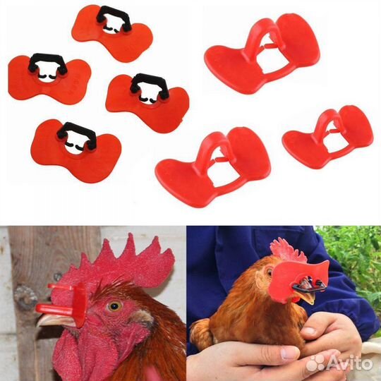 Очки куриные от расклева яиц