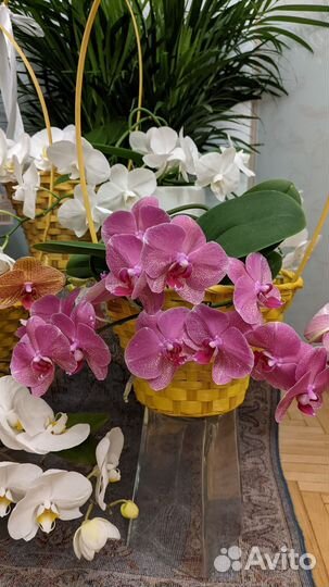 Орхидея Фаленопсис Рауль (Phalaenopsis Raoul)