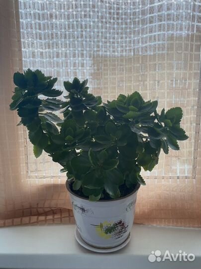 Каланхоэ в керамическом горшке с поддоном