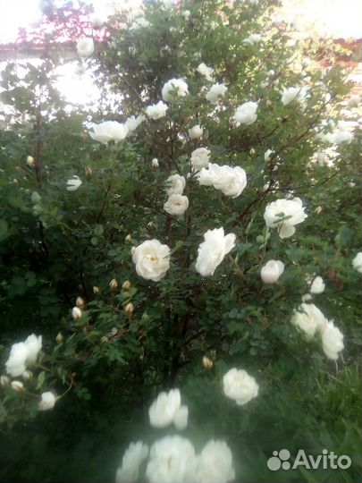 Чайная роза