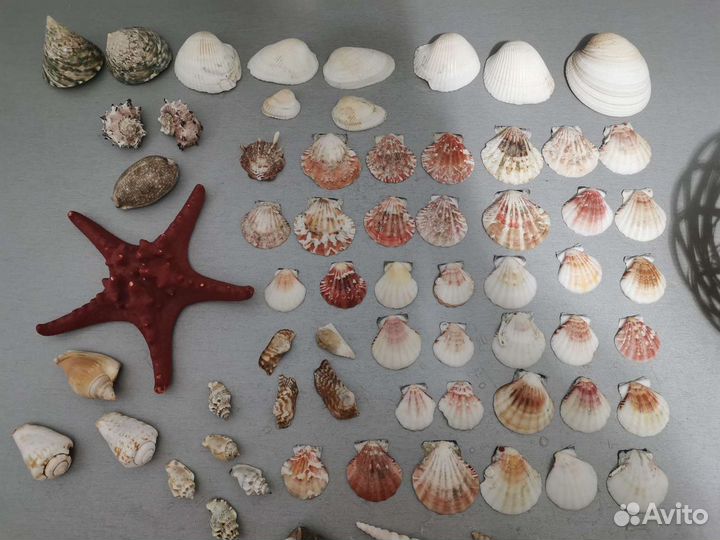 Набор ракушек