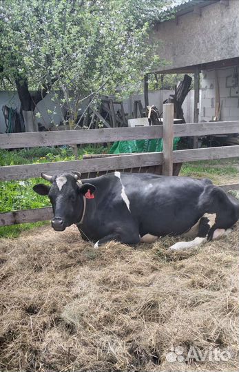 Корова дойная