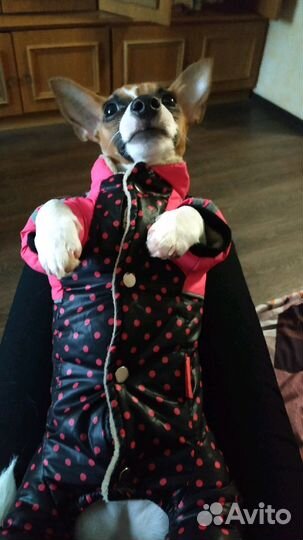 Комбинезон для собаки