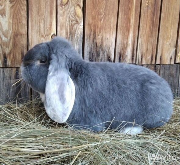 Кролики французский баран
