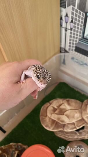 Эублефар с готовыми условиями