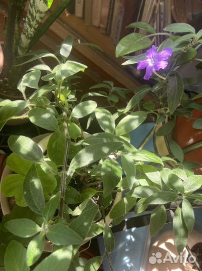 Руэллия, молодое растение