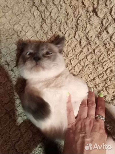 Кастрированный котик Борис в добрые руки