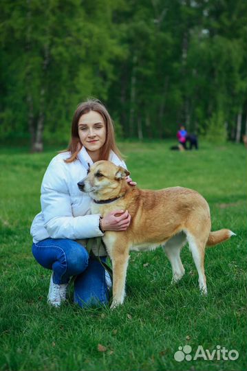 Собаке из приюта очень нужен рядом человек