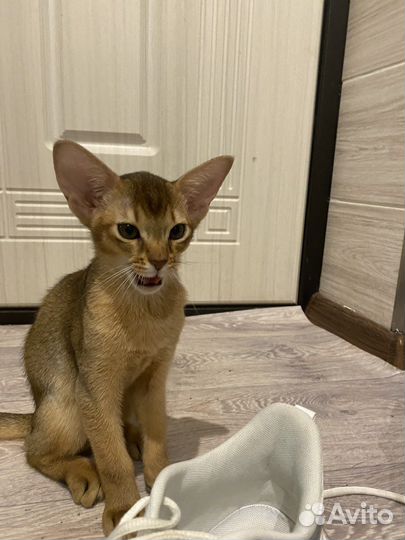 Абиссинские котята