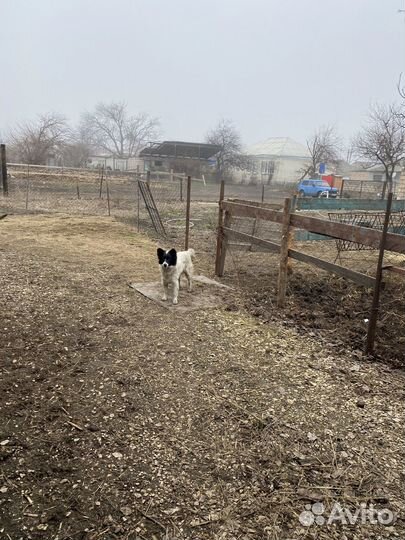 Собака бордер колли