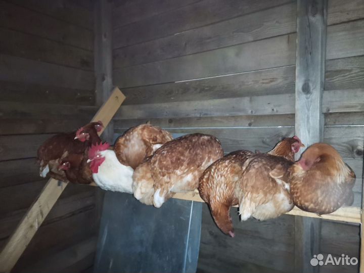 Домашние куриные яйца