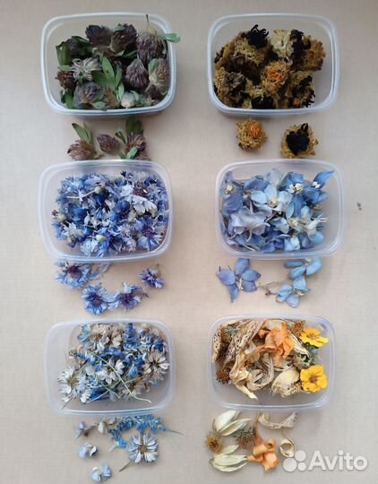 Сухоцветы для творчества