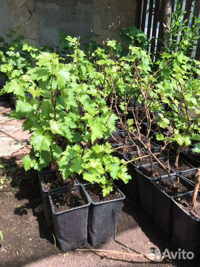 Виноград Дубовский розовый,викинг, и др