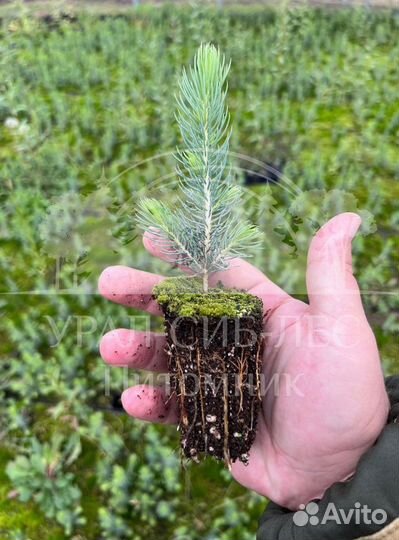 Предзаказ Голубая ель зкс сеянцы
