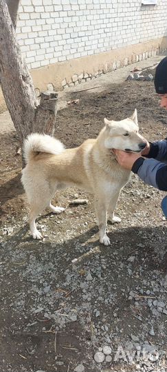 Западно сибирская лайка вязка