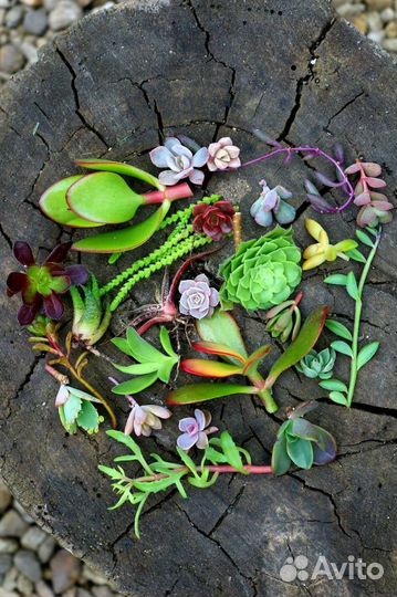 Наборы суккулентов