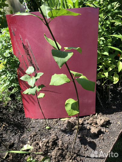 Саженцы сирени