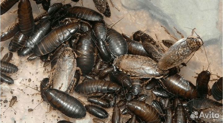 Мраморные тараканы живые