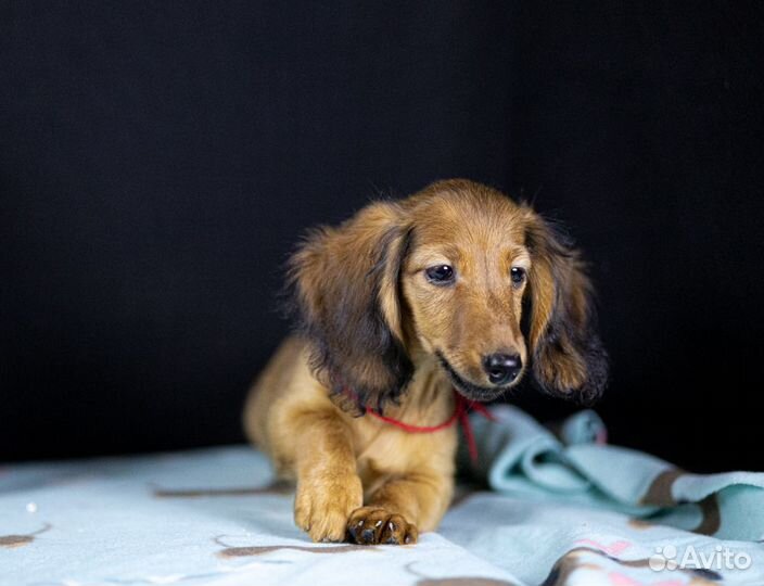 Такса длинношерстная, кролик /миник - девочка