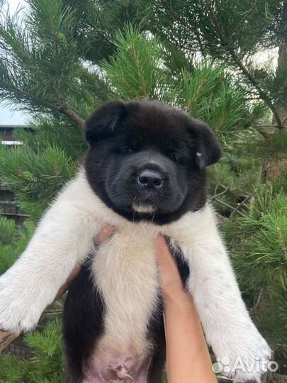 Американская акита