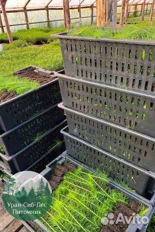 Зкс и окс Сосна Ель Лиственница сеянцы Голуб горн