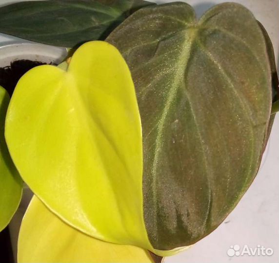 Филодендрон эпипремнум сциндапсус (часть 1)