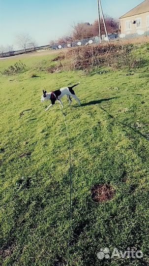 Вязка собак Пидбуля