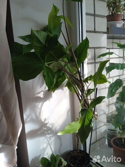 Комнатные цветы