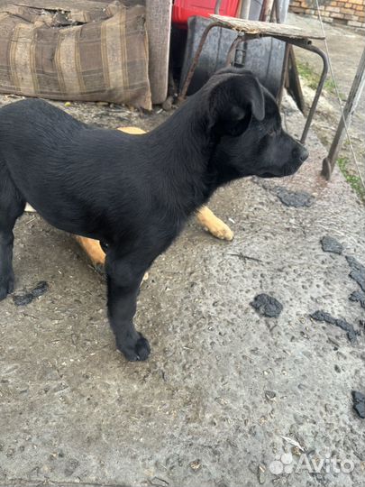 Отдам в добрые руки девченок