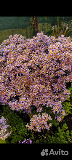 Многолетники