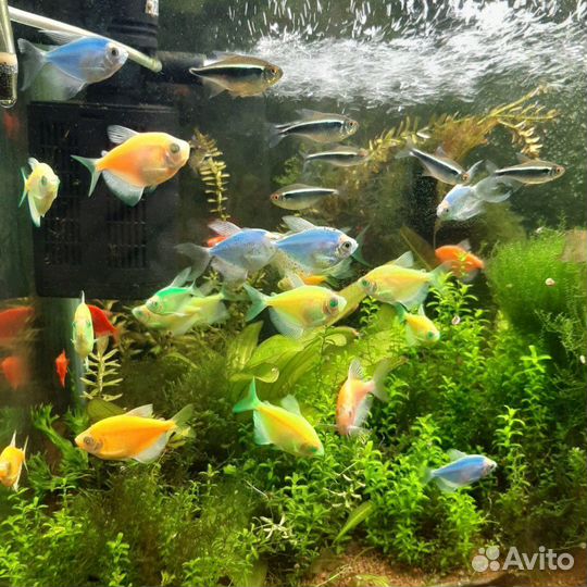 Аквариумные рыбки